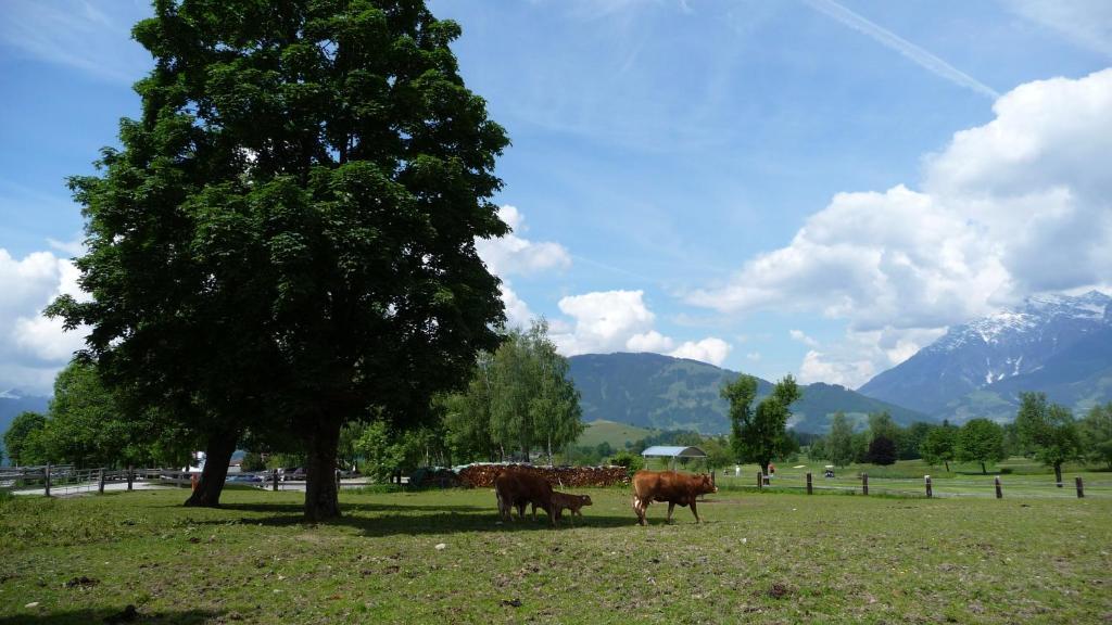 Haus Rieder Georg Daire Maria Alm am Steinernen Meer Dış mekan fotoğraf